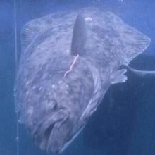 Halibut Halibut