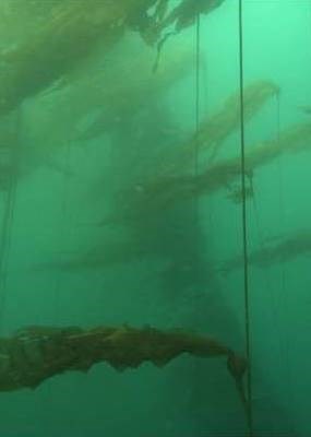 kelp kelp