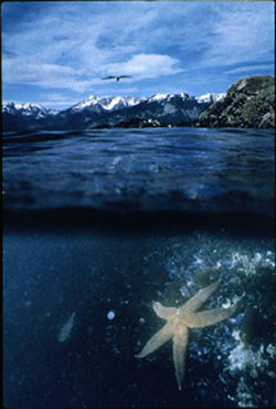 Glacier Bay's marine environment Glacier Bay's marine environment