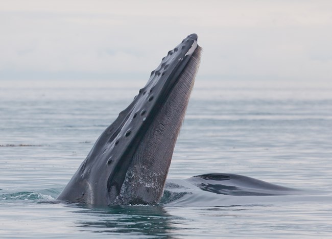 A humpback whale mouth with baleen