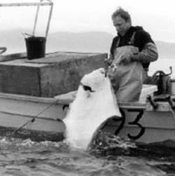 Commercial fishing for halibut in a skiff
