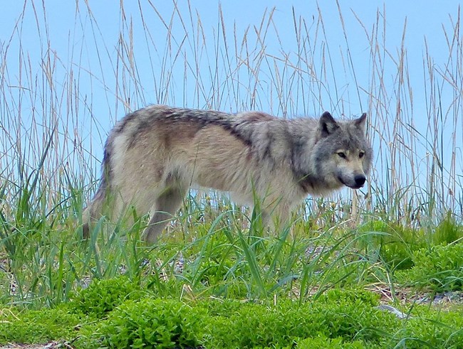 Gray wolf with splotchy coat walking along a beach edge.