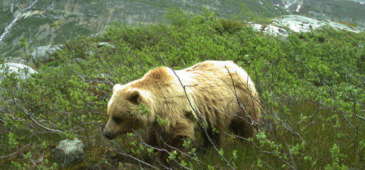 Brown bear with blonde coat walks through tall green shrubs
