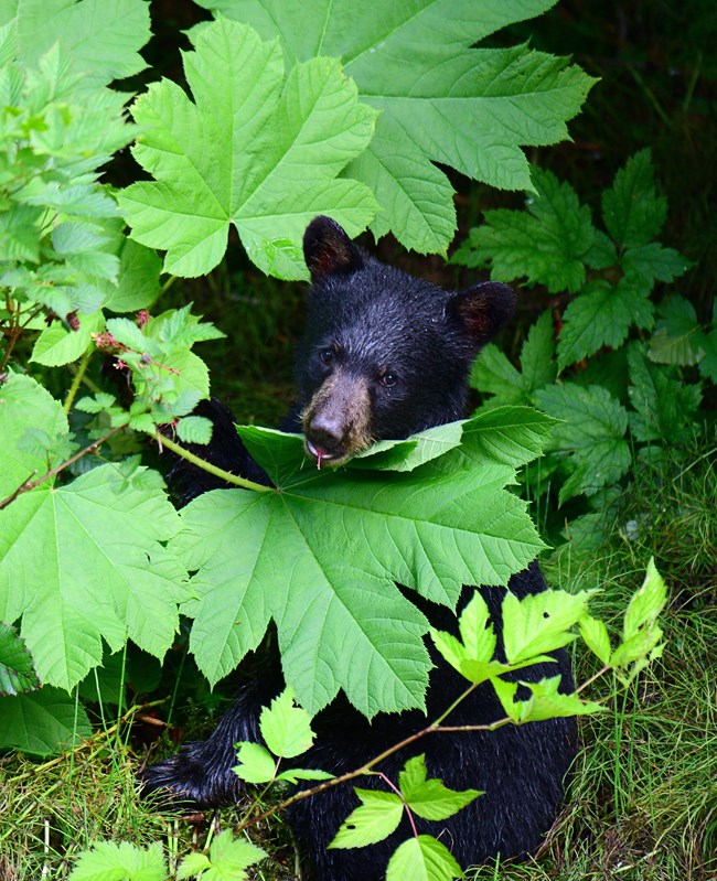 Black bear cub looks toward the camera while chewing on a devils club plant berry stem.