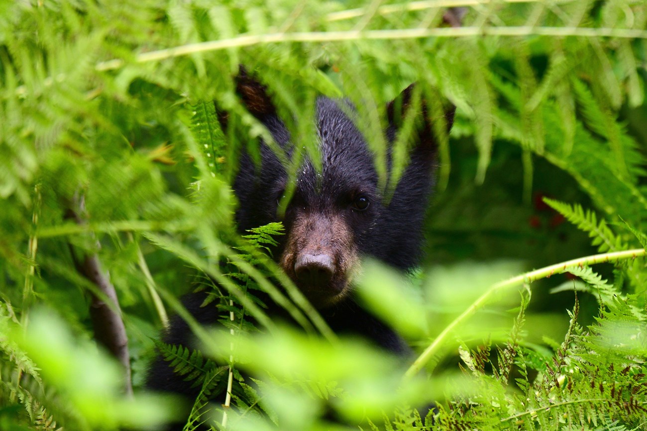 A black bear cub peers through green ferns and other vegetation toward the camera.