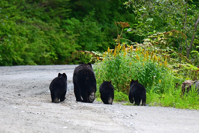 A family of four black bears walk away from the camera along a gravel road. The cubs are less than half the size of their mother.
