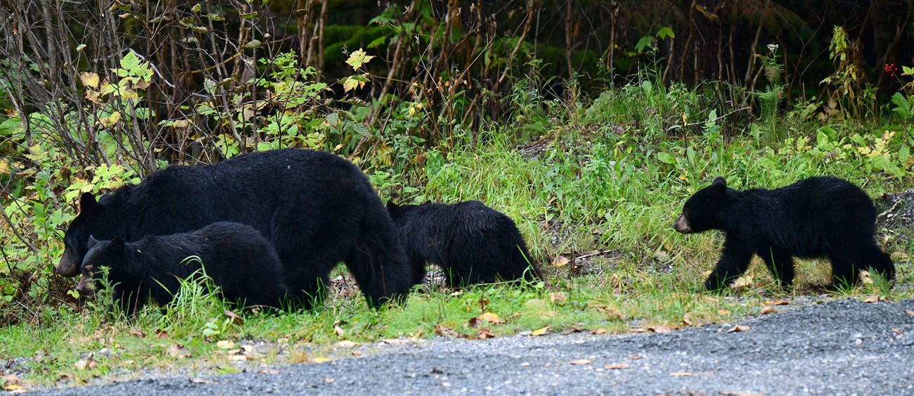 A family of bears inspects vegetation. One small cub lags behind, the other two stick close to the sow.