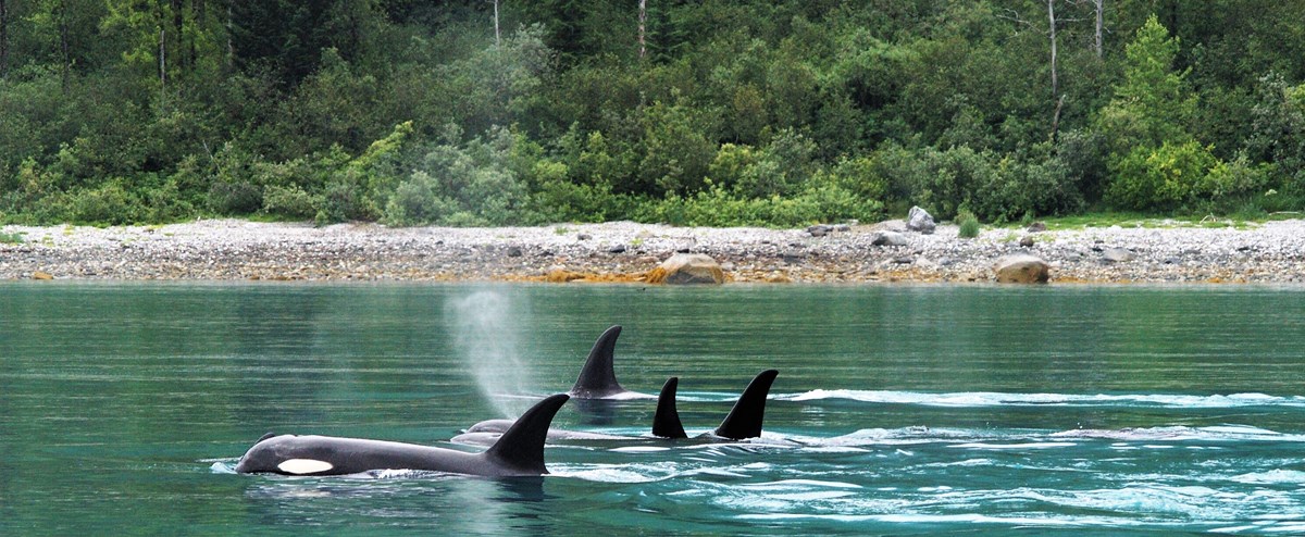 Orcas GLBA several orcas swim in turquoise waters near a forested shore