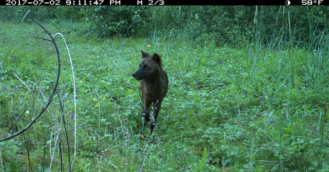 black wolf captured on trail camera.
