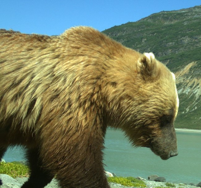 Blond brown bear walking in front of remote camera