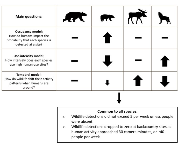 A chart comparing the questions of human impact on wildlife occupancy, the use of human-use sites, and wildlife activity patterns