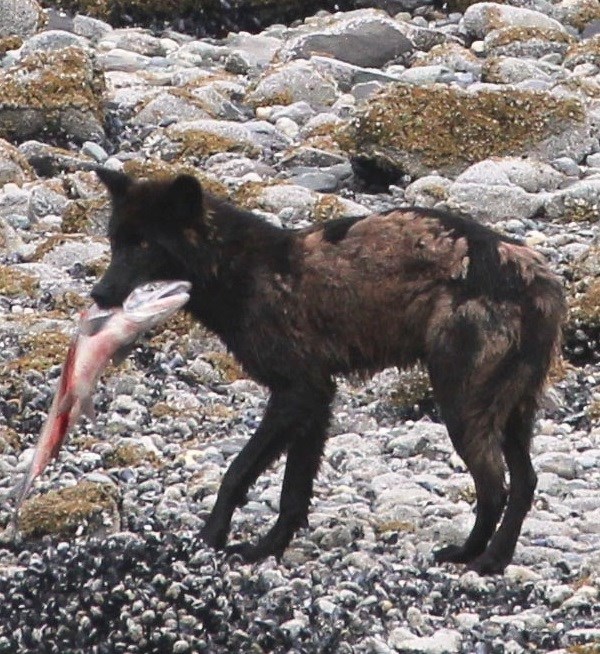 Wolf with splotchy black and brown coat holding a whole salmon