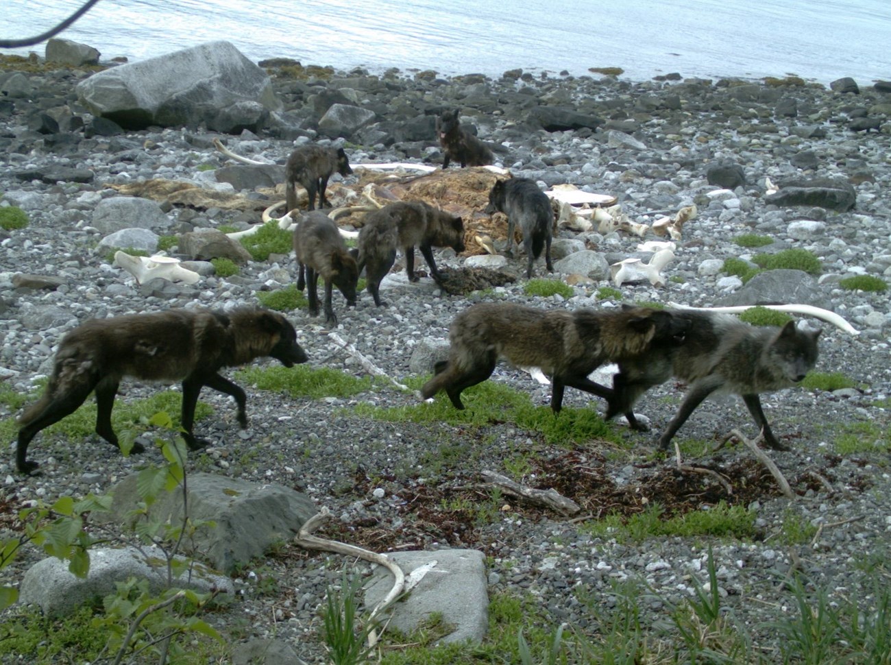 Pack of 8 wolves near the remains of a whale carcass