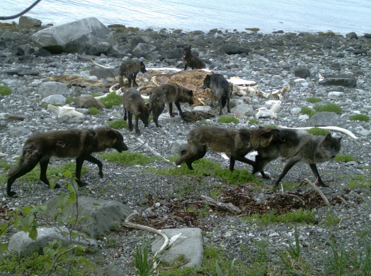Pack of wolves at whale carcass Pack of 8 wolves near the remains of a whale carcass