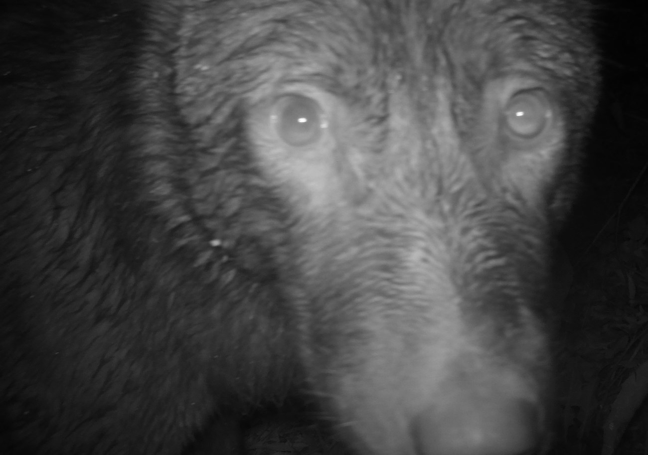 A wolf face inspecting the lens of a remote wildlife camera, the image slightly blurry.