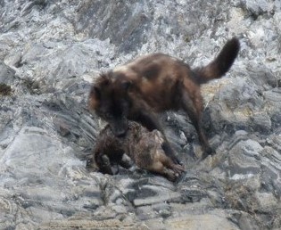 Wolf holds a distressed river otter in its mouth