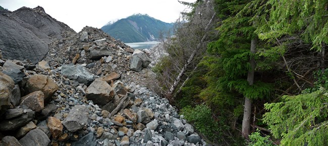 A glacier moves rocks and trees as it advances