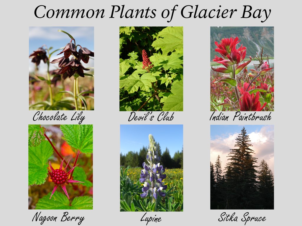 Photos of Chocolate Lily, Devil's Club, Indian Paintbrush, Nagoon Berry, Lupine, and Sitka Spruce