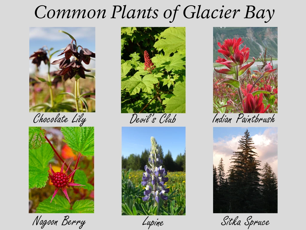 Common Plants of Glacier Bay National Park Photos of Chocolate Lily, Devil's Club, Indian Paintbrush, Nagoon Berry, Lupine, and Sitka Spruce