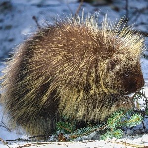 A porcupine eating