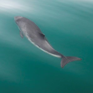 Harbor porpoise swimming