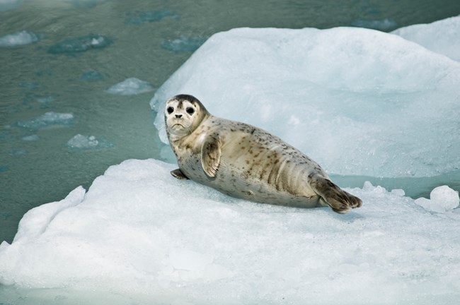 Harbor Seal Pup on Iceberg