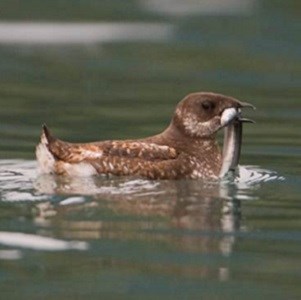 Marbled murrelet with a fish in its mouth