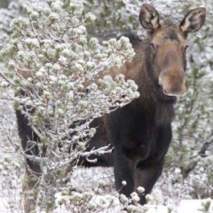A moose in the snow