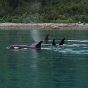 A pod of orcas swimming
