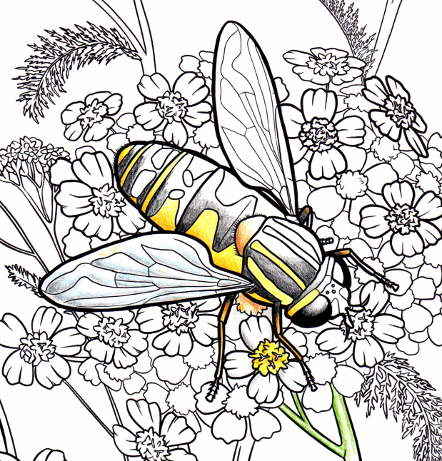 A bee is partially colored-in for this preview of the pollinator coloring book