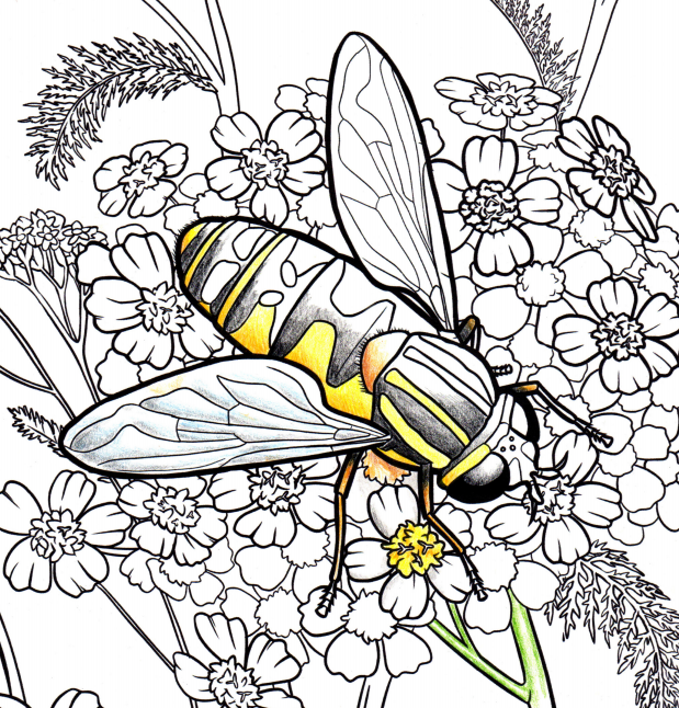 predator animal coloring pages