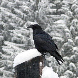 A raven perched on a snowy fence post