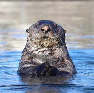 A sea otter pokes its head out of the water