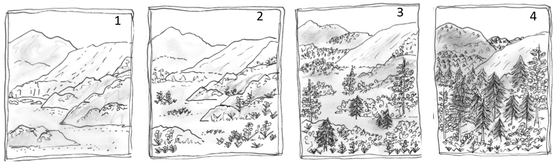 An illustration of the 4 stages of plant succession