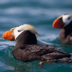 Two tufted puffins swimming