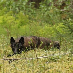 A wolf lies down in the moss