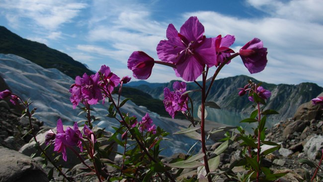 Fireweed growing near a glacier