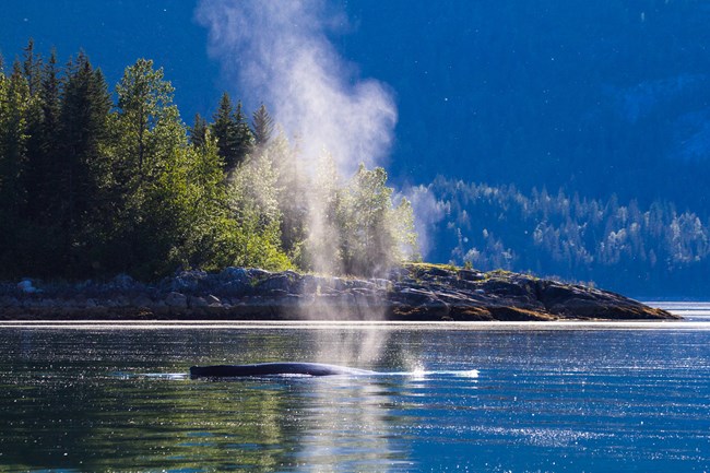 Humpback whale breathing