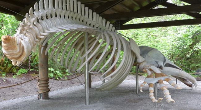 Humpback Whale Skeleton