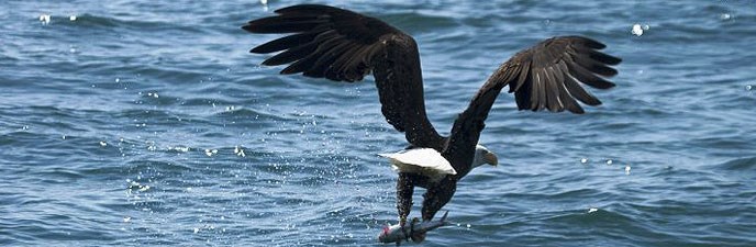 Bald eagle with fish Bald eagle with fish