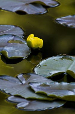 Pond Lily Pond Lily