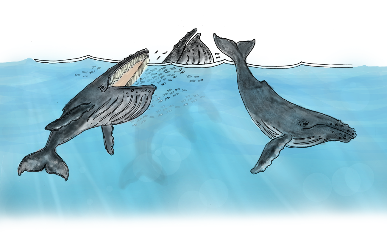 Color illustration of three humpback whales at the water surface, swimming and opening their mouths.
