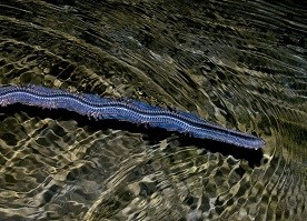 a long, blueish mussel worm swims in clear water at night