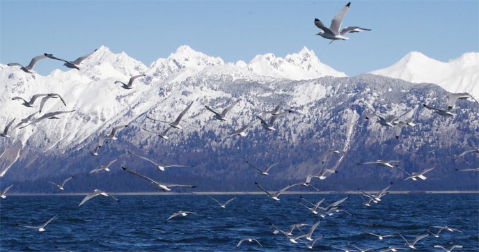 Glacier Bay waters
