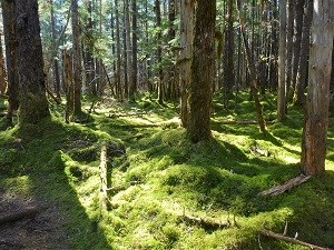 Mature forest