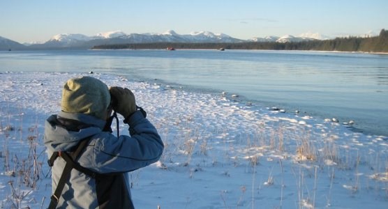 A cold day on the Christmas Bird count in Glacier bay