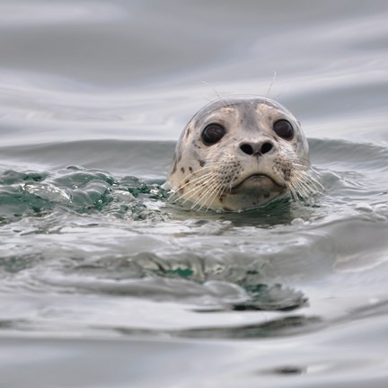 harbor seal pokes head out of water