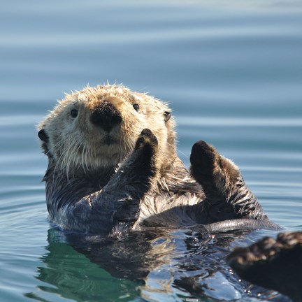 Mammals - Glacier Bay National Park & Preserve (U.S. National Park Service)