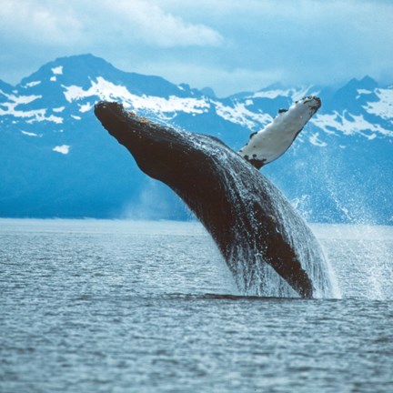 humpback whale breaching out of water