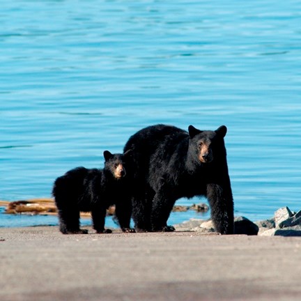 Types of Bears - Bears (U.S. National Park Service)